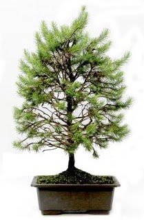 *** STOKTA YOK - am aac bonsai bitkisi sat  Ankara Anadolu cicekciler , cicek siparisi 