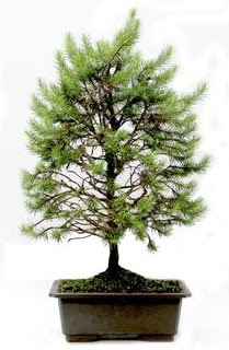 *** STOKTA YOK - �am a�ac� bonsai bitkisi sat���  Ankara Anadolu cicekciler , cicek siparisi 