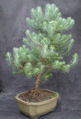 Bonsai �am a�ac� japon a�ac� bitkisi  Ankara Anadolu �i�ek g�nderme sitemiz g�venlidir 