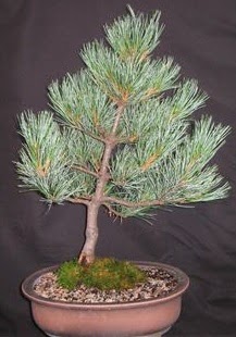 Bonsai �am a�ac� japon a�ac� bitkisi  Ankara Anadolu �i�ek sipari�i sitesi 