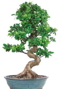 Yaklak 70 cm yksekliinde ithal bonsai  Ankara Anadolu ieki telefonlar 