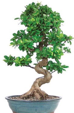 Yakla��k 70 cm y�ksekli�inde ithal bonsai  Ankara Anadolu �i�ek�i telefonlar� 