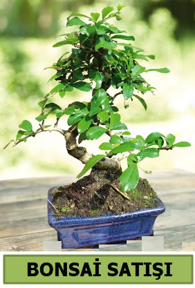 �am bonsai japon a�ac� sat���  Ankara Anadolu �i�ek sat��� 