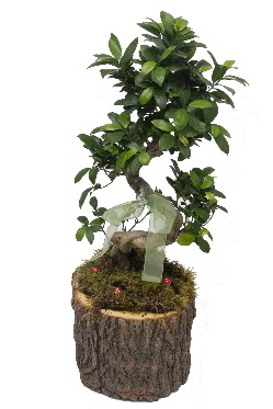 Doal ktkte bonsai saks bitkisi  Ankara Anadolu Anadolu nternetten iek siparii 