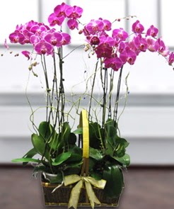 7 dall mor lila orkide  Ankara Anadolu iek gnderme sitemiz gvenlidir 