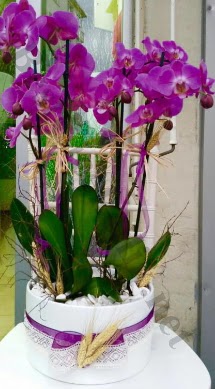 Seramik vazoda 4 dall mor lila orkide  Ankara Anadolu online iek gnderme sipari 
