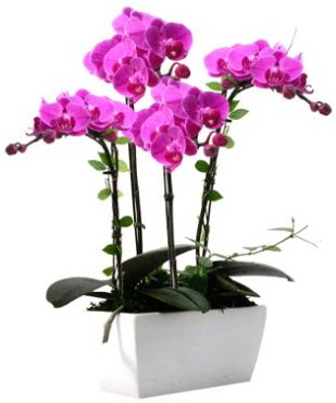 Seramik vazo ierisinde 4 dall mor orkide  Ankara Anadolu iek sat 