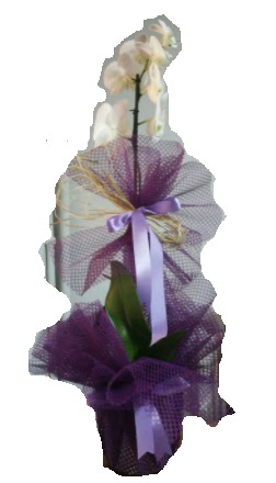 Tek dall beyaz orkide sper kalite ithal  Ankara Anadolu iek siparii sitesi 