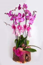 4 dall ktk ierisibde mor orkide  Ankara Anadolu iek sat 