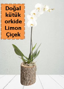 Doal ktkte tek dall beyaz orkide  Ankara Anadolu ieki telefonlar 