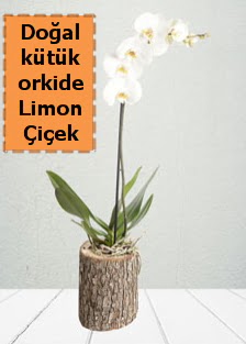 Do�al k�t�kte tek dall� beyaz orkide  Ankara Anadolu �i�ek�i telefonlar� 