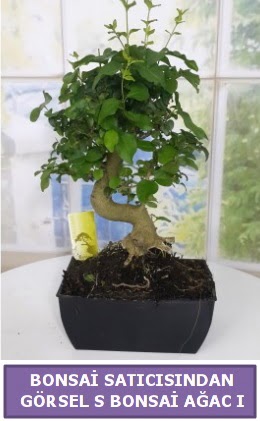 S dal eğriliği bonsai japon ağacı  Ankara Anadolu çiçek satışı 