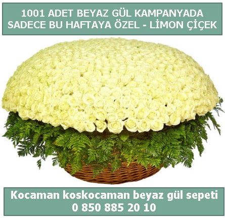 1001 adet beyaz g�l sepeti �zel kampanyada  Ankara Anadolu �i�ek g�nderme sitemiz g�venlidir 