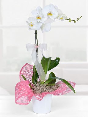 Tek dallı beyaz orkide seramik saksıda  Ankara Anadolu çiçek gönderme  
