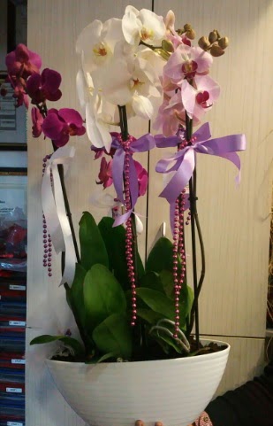 Mor ve beyaz ve pembe 6 dall orkide  Ankara Anadolu ucuz iek gnder 