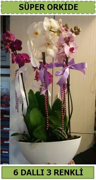 6 dall 3 renk zel vazoda orkide iei  Ankara Anadolu iek sat 