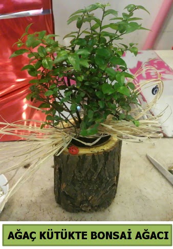 Do�al a�a� k�t�k i�erisinde bonsai a�ac�  Ankara Anadolu �i�ek g�nderme sitemiz g�venlidir 