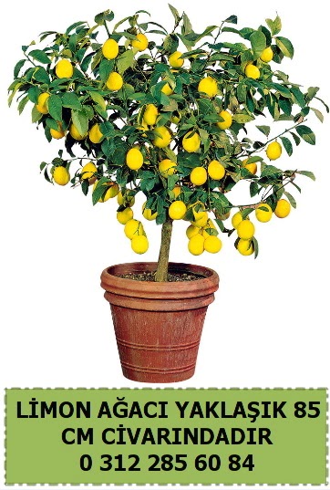 Limon aac bitkisi  Ankara Anadolu iek sat 