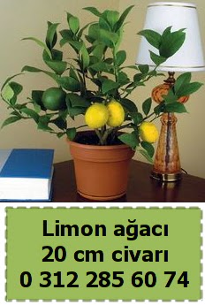 Limon a�ac� bitkisi  Ankara Anadolu �i�ek�i telefonlar� 