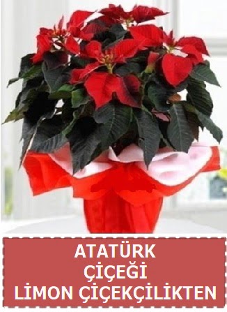 Atat�rk �i�e�i saks� bitkisi  Ankara Anadolu �i�ek sat��� 