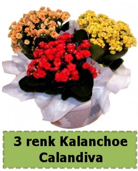3 renk Kalanchoe Calandiva saks� bitkisi  Ankara Anadolu �i�ek g�nderme 