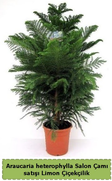 Salon �am� Sat��� Araucaria heterophylla  Ankara Anadolu �i�ek sat��� 