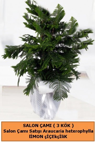 Araucaria heterophylla Salon �am�  Ankara Anadolu hediye �i�ek yolla 