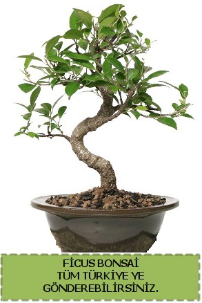 Ficus bonsai  Ankara Anadolu iek gnderme sitemiz gvenlidir 