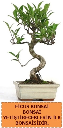 Ficus bonsai 15 ile 25 cm aras�ndad�r  Ankara Anadolu �i�ek yolla 