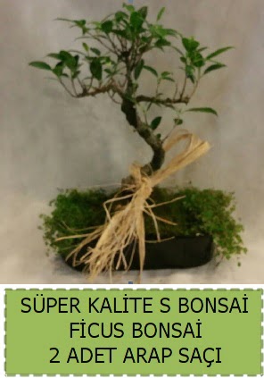 Ficus S Bonsai ve arap sa��  Ankara Anadolu �i�ek�i telefonlar� 