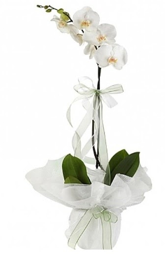Tekli Beyaz Orkide  Ankara Anadolu hediye iek yolla 