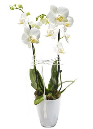 2 dall beyaz seramik beyaz orkide sakss  Ankara Anadolu iek gnderme sitemiz gvenlidir 