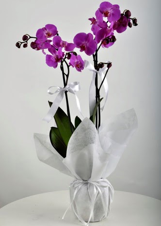 Çift dallı saksıda mor orkide çiçeği  Ankara Anadolu çiçek siparişi vermek 