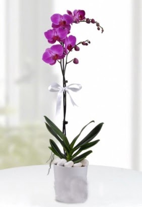 Tek dall saksda mor orkide iei  Ankara Anadolu iekiler 