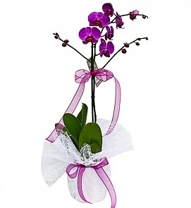 Tek dallı saksıda ithal mor orkide çiçeği  Ankara Anadolu çiçekçiler  