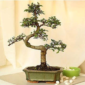 Shape S bonsai  Ankara Anadolu Anadolu nternetten iek siparii 