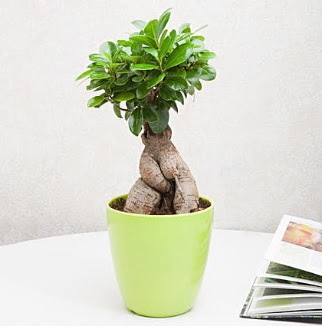 Ficus Ginseng Bonsai  Ankara Anadolu 14 �ubat sevgililer g�n� �i�ek 