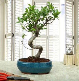 Amazing Bonsai Ficus S thal  Ankara Anadolu internetten iek siparii 
