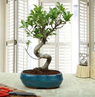 Amazing Bonsai Ficus S �thal  Ankara Anadolu internetten �i�ek sipari�i 