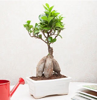 Exotic Ficus Bonsai ginseng  Ankara Anadolu iek servisi , ieki adresleri 