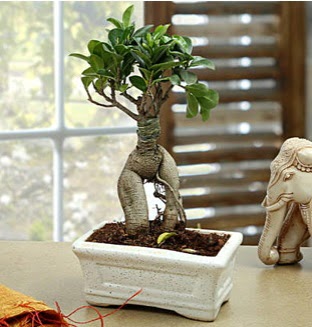 Marvellous Bonsai ginseng  Ankara Anadolu �i�ek sipari�i sitesi 