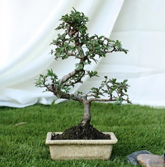 Fashionable Ulmus S Shape Bonsai �thal  Ankara Anadolu yurti�i ve yurtd��� �i�ek sipari�i 