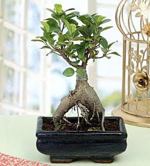Appealing Ficus Ginseng Bonsai  Ankara Anadolu anneler g�n� �i�ek yolla 