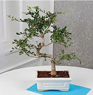 Unique Ulmus S Shaped Bonsai  Ankara Anadolu �i�ek online �i�ek sipari�i 
