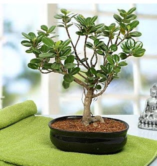Lovely Ficus Iceland Bonsai  Ankara Anadolu anneler g�n� �i�ek yolla 