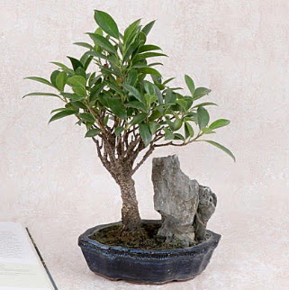 Japon a�ac� Evergreen Ficus Bonsai  Ankara Anadolu �i�ek g�nderme sitemiz g�venlidir 
