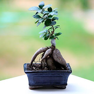 Marvellous Ficus Microcarpa ginseng bonsai  Ankara Anadolu �i�ek sipari�i vermek 