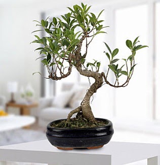 Gorgeous Ficus S shaped japon bonsai  Ankara Anadolu yurtii ve yurtd iek siparii 