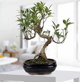 Gorgeous Ficus S shaped japon bonsai  Ankara Anadolu yurti�i ve yurtd��� �i�ek sipari�i 