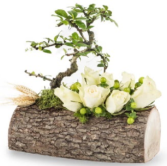 Do�al k�t�kte bonsai a�ac� ve 7 beyaz g�l  Ankara Anadolu �i�ek g�nderme sitemiz g�venlidir 